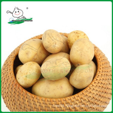 Wholesale potato/Potato low price/ Fresh potato from China